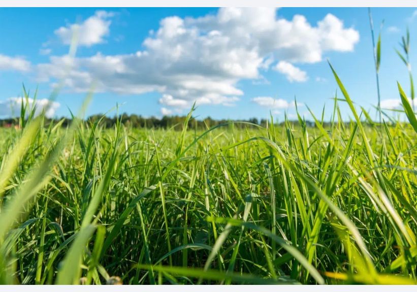 Image du modèle de maison annonce herbe