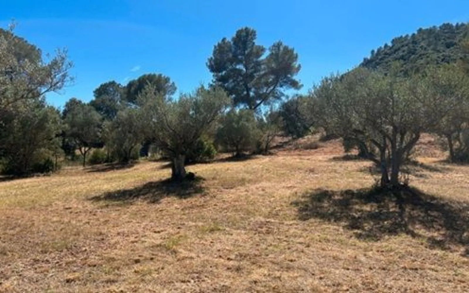 Maison 84 m² avec terrain à GONFARON (83) à Gonfaron — photo 2