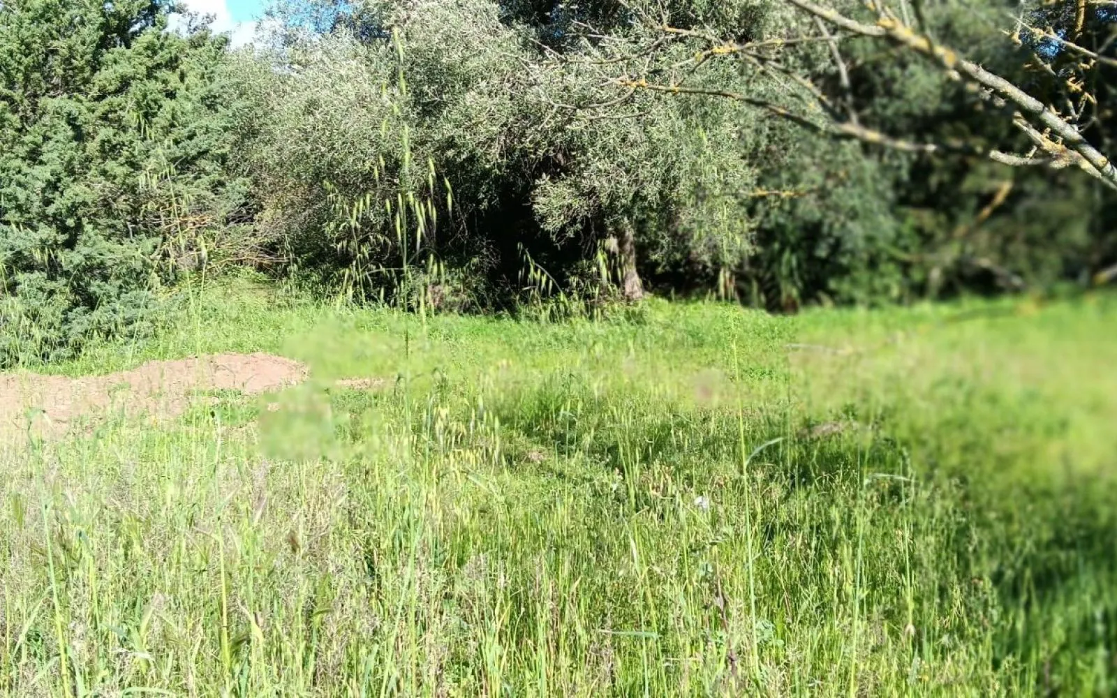 Projet de construction d'une maison 81 m² avec terrain à BIZANET (11) à Bizanet — photo 6