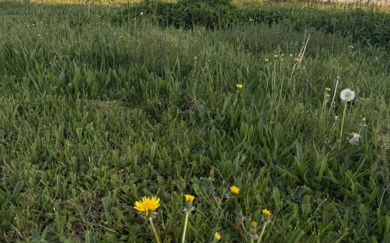 Projet de construction d'une maison 125 m² avec terrain à SERENAC (81) à Sérénac — photo 6