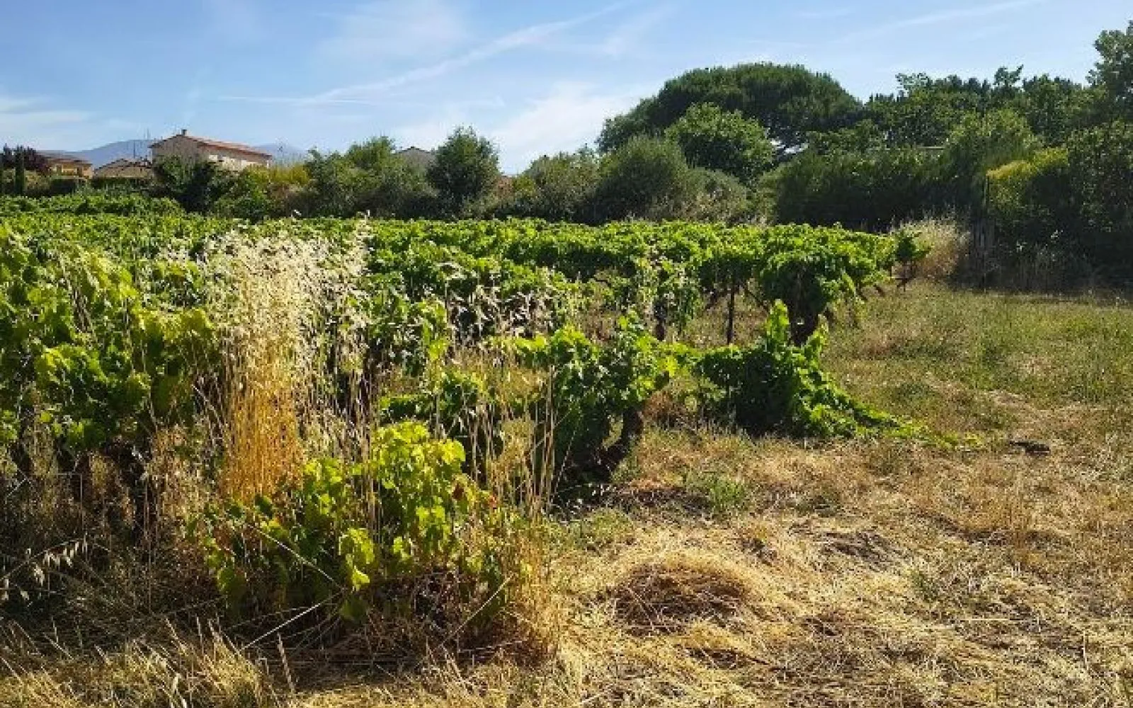 Terrain à bâtir de 927 m² à MAZAN (84) à Mazan — photo 2