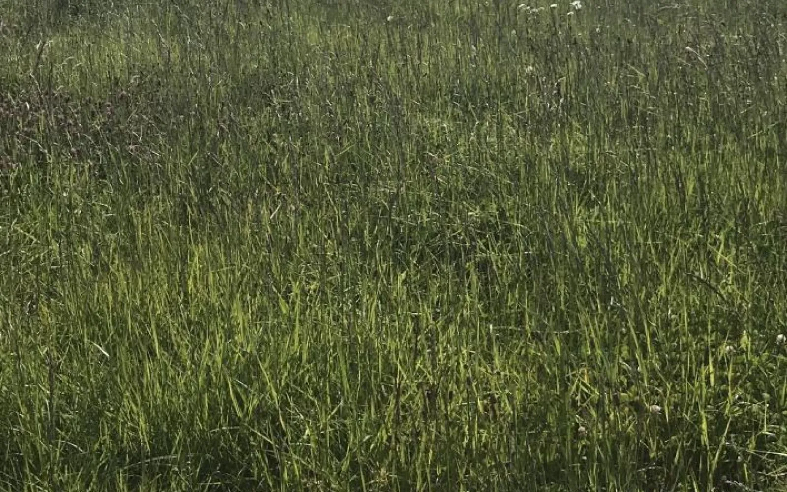 Terrain à bâtir de 770 m2 au prix de 13860 € à SAINT-CYR-DES-GATS (85) à Saint-Cyr-des-Gâts — photo 1