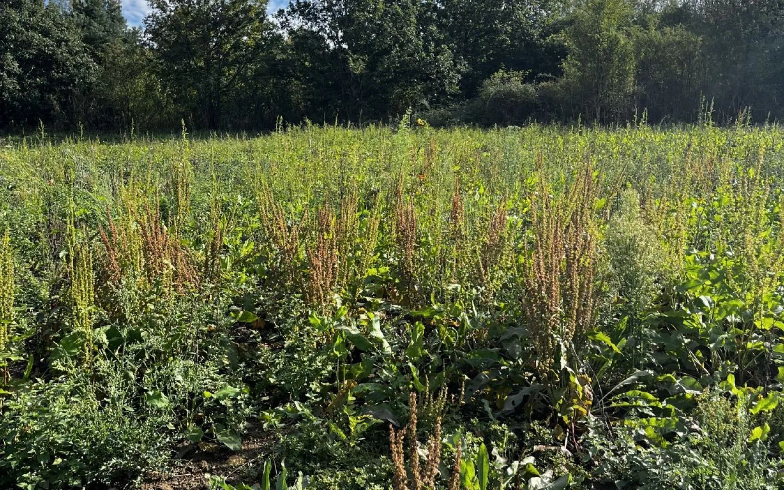 Faites construire votre maison 90.27 m² avec terrain à SENANTES (28) ! à Senantes — photo 2