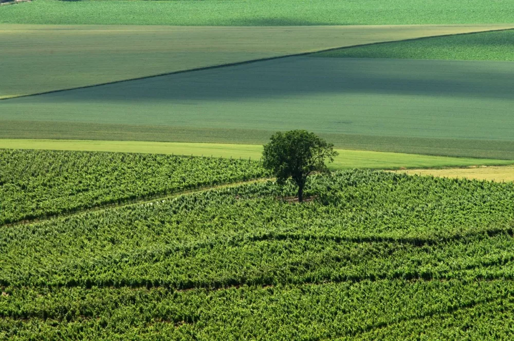 Image du terrain Terrain à bâtir de 1000 m² à MARMANDE (47)