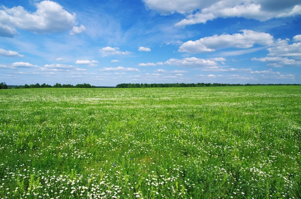 Image du terrain Terrain à bâtir de 800 m² à GAURIAC (33)