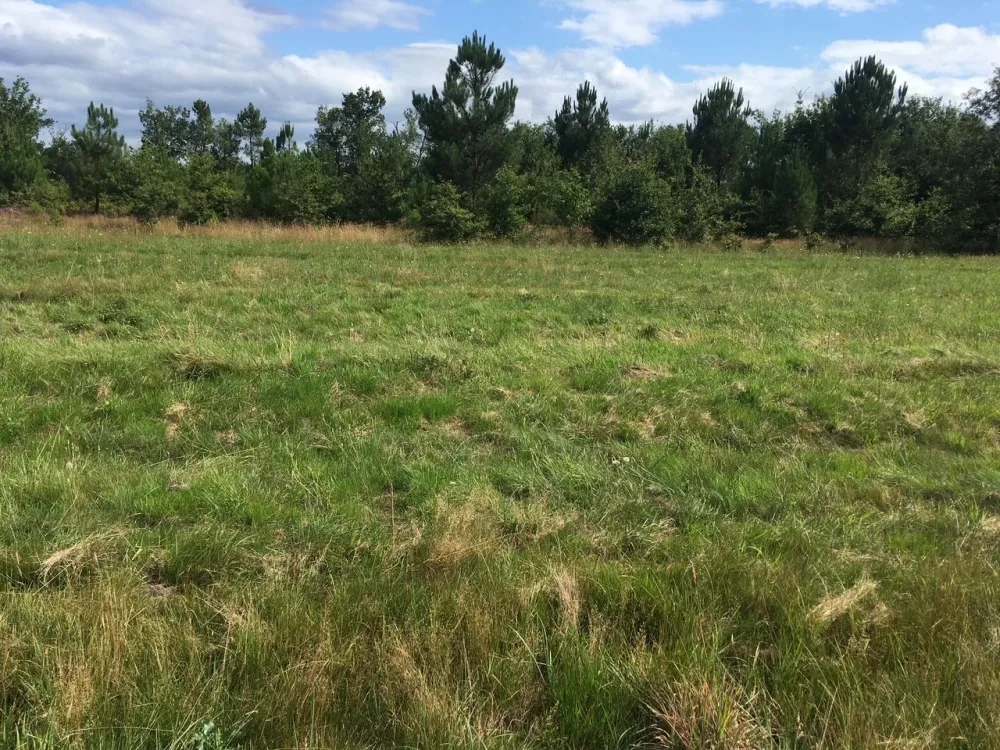 Image du terrain Terrain à bâtir de 1300 m² à MOUSTEY (40)