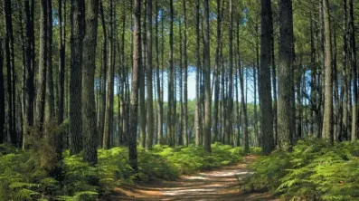 Image du modèle de maison foret pissos