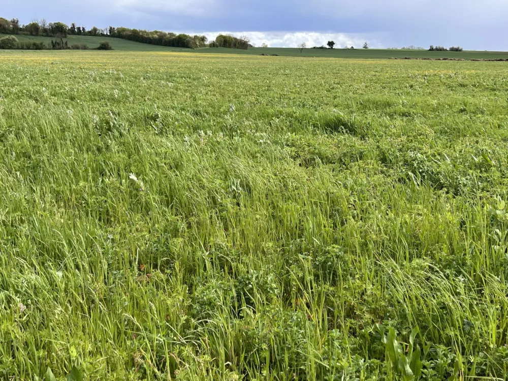 Image du terrain Terrain à bâtir de 1414 m2 au prix de 20000 € à MANSLE (16)