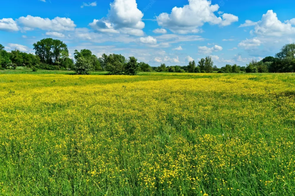 Image du terrain Terrain à bâtir de 216 m² à ARGENTRE-DU-PLESSIS (35)