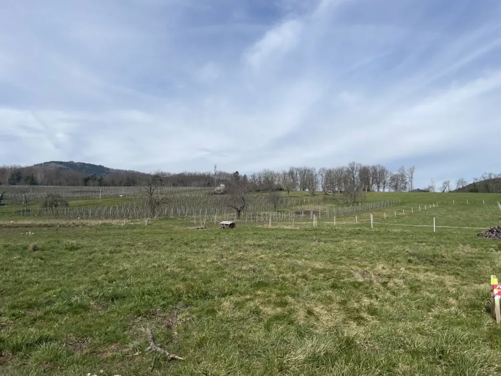 Image du modèle de maison TERRAIN WUENHEIM