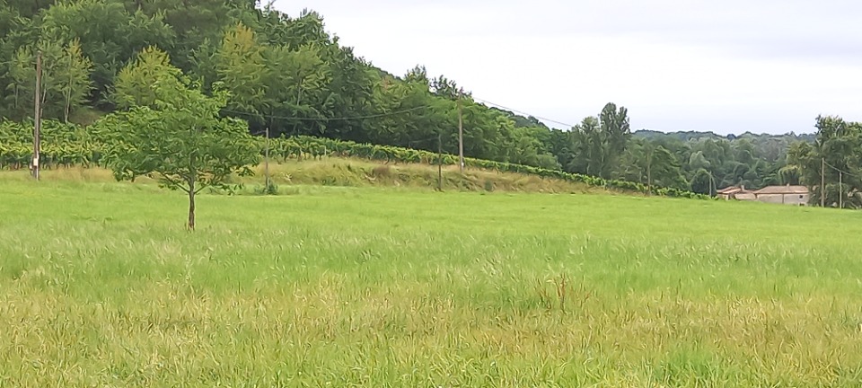 Image du terrain Terrain à bâtir à Montpeyroux (24610)
