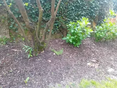Image du modèle de maison 2124133-11244annonce2202504038awxQ.jpeg