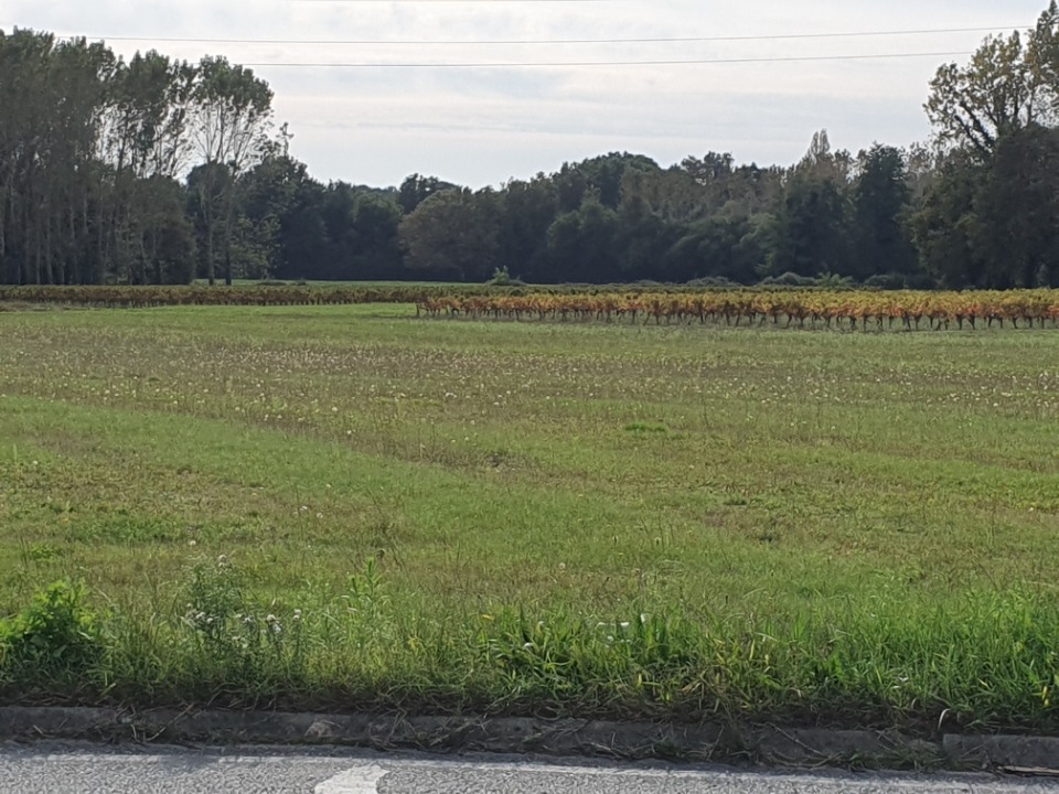 Image du terrain Terrain à bâtir à Saint-Savin (33920)
