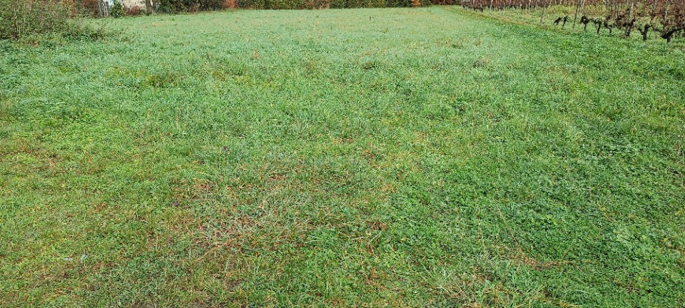 Image du modèle de maison 2139519-11131annonce1202504074sIpQ.jpeg