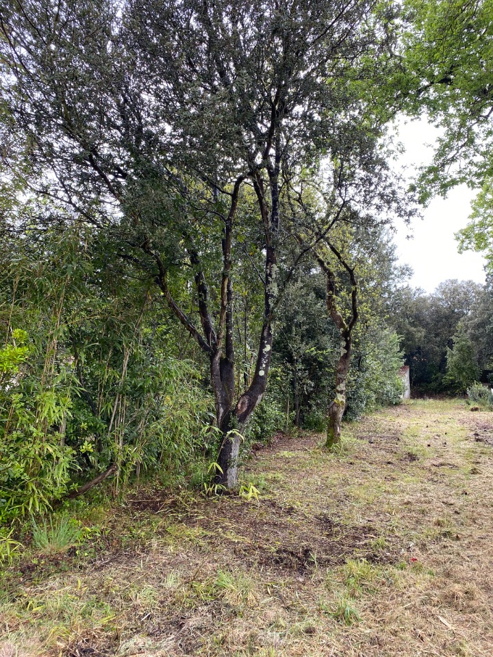Image du terrain Terrain à bâtir à Saint-Georges-d'Oléron (17190)