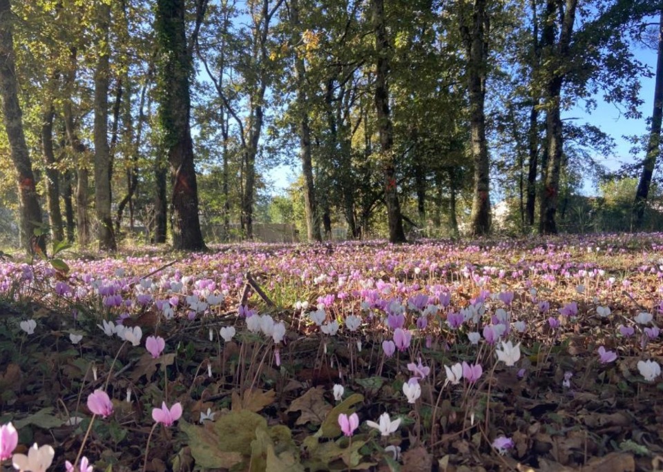 Image du terrain Terrain à bâtir à Soussac (33790)
