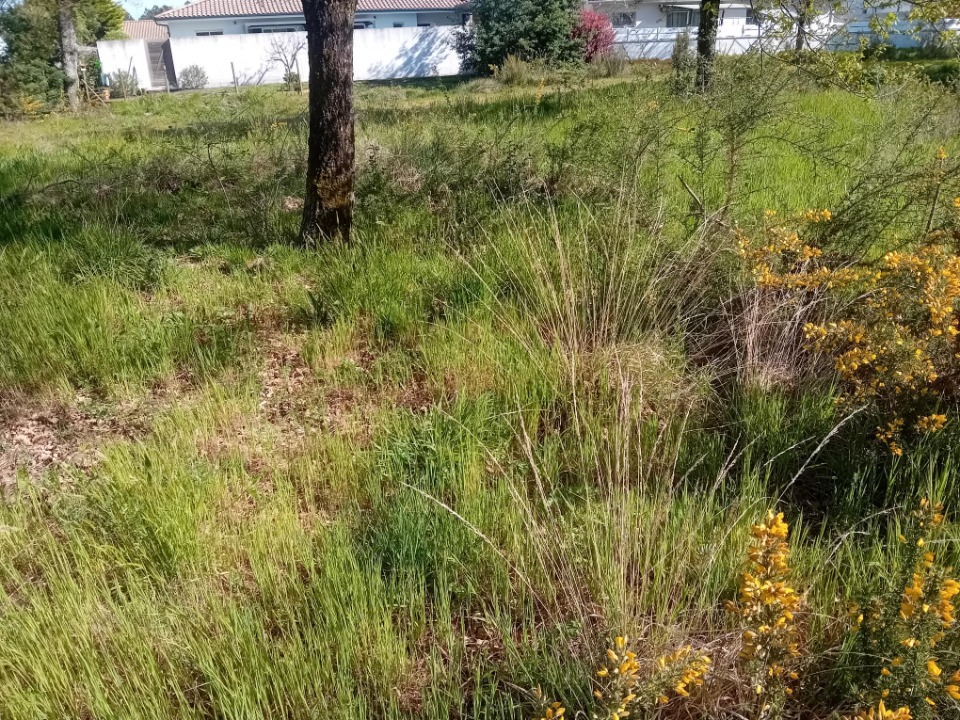 Image du modèle de maison 2184745-11244annonce220250609ubJga.jpeg