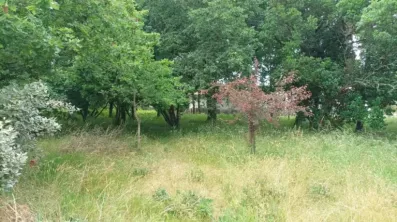 Image du modèle de maison 1000015997