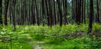 Image du modèle de maison Terrain le temple pour construction maisons lara