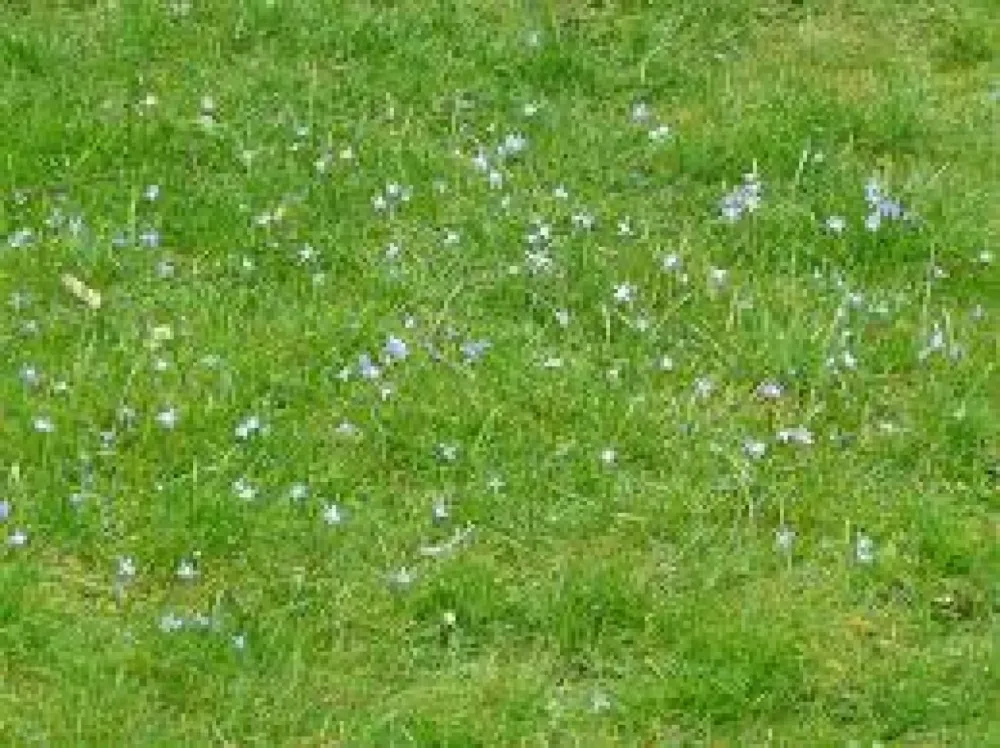 Image du modèle de maison 1750942120