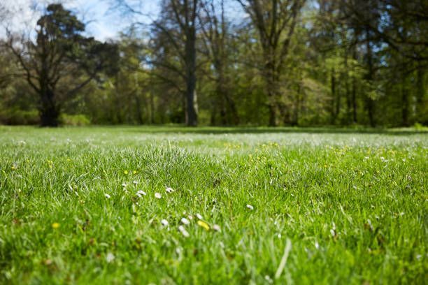 Image du modèle de maison istockphoto-687450620-612x612 (1)